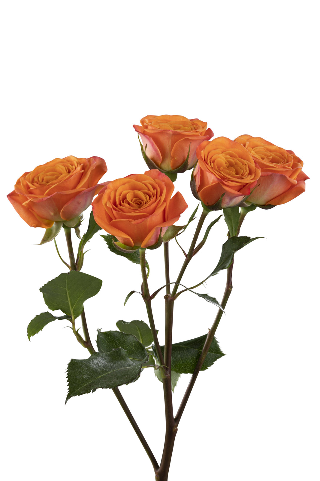 Spray Roses – Kroger Wedding Collection