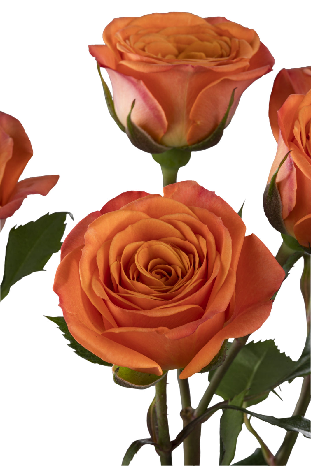 Spray Roses – Kroger Wedding Collection