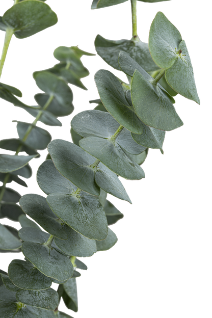 EUCALYPTUS BABY BLUE