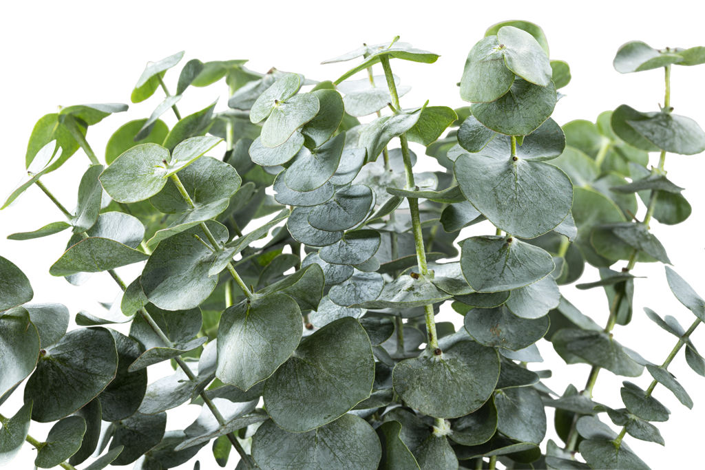 EUCALYPTUS BABY BLUE