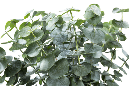 EUCALYPTUS BABY BLUE