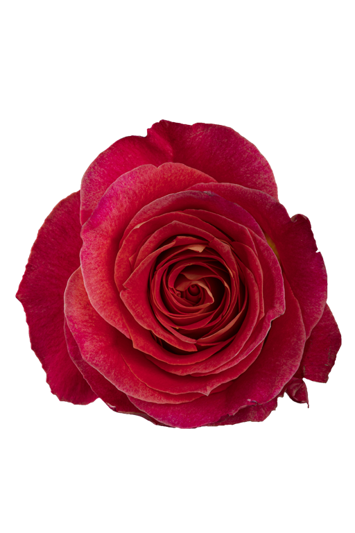 Roses – Kroger Wedding Collection