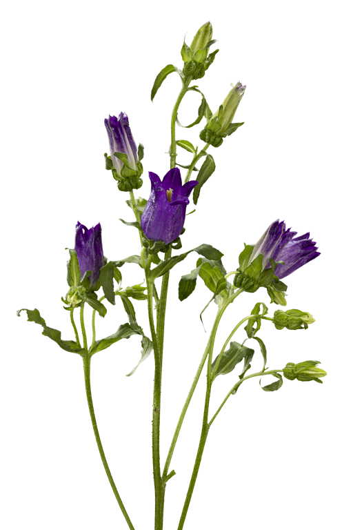 CAMPANULA PURPLE