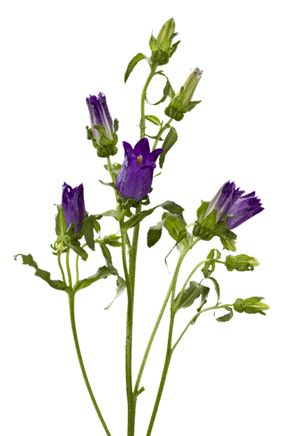 CAMPANULA PURPLE