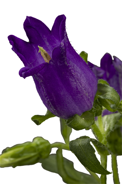 CAMPANULA PURPLE