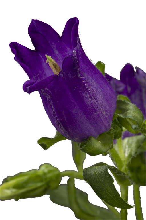 CAMPANULA PURPLE