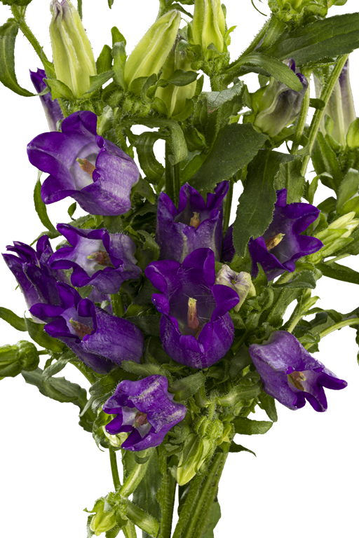 CAMPANULA PURPLE