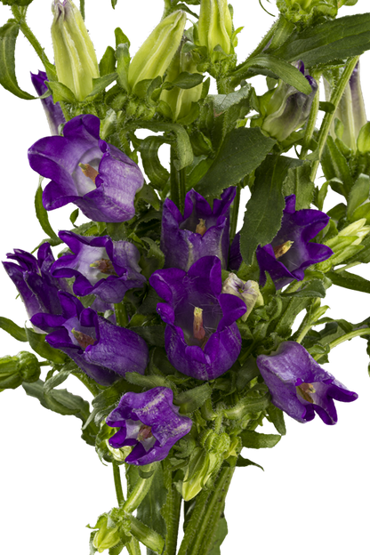 CAMPANULA PURPLE