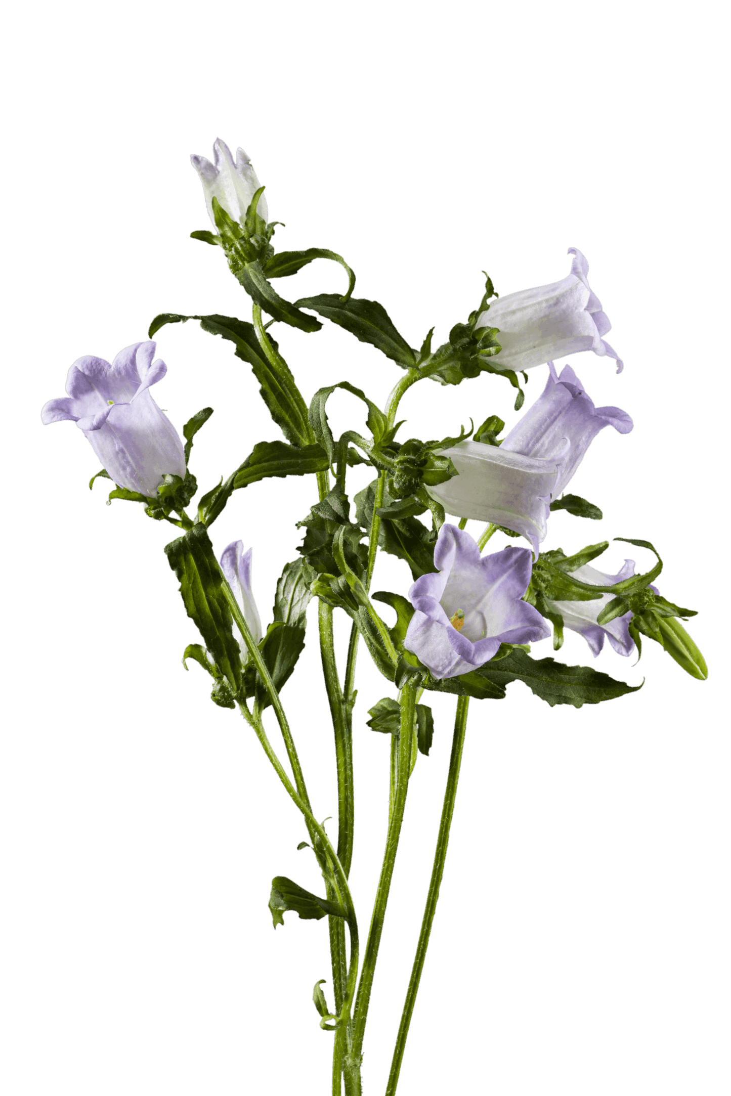 CAMPANULA LAVENDER