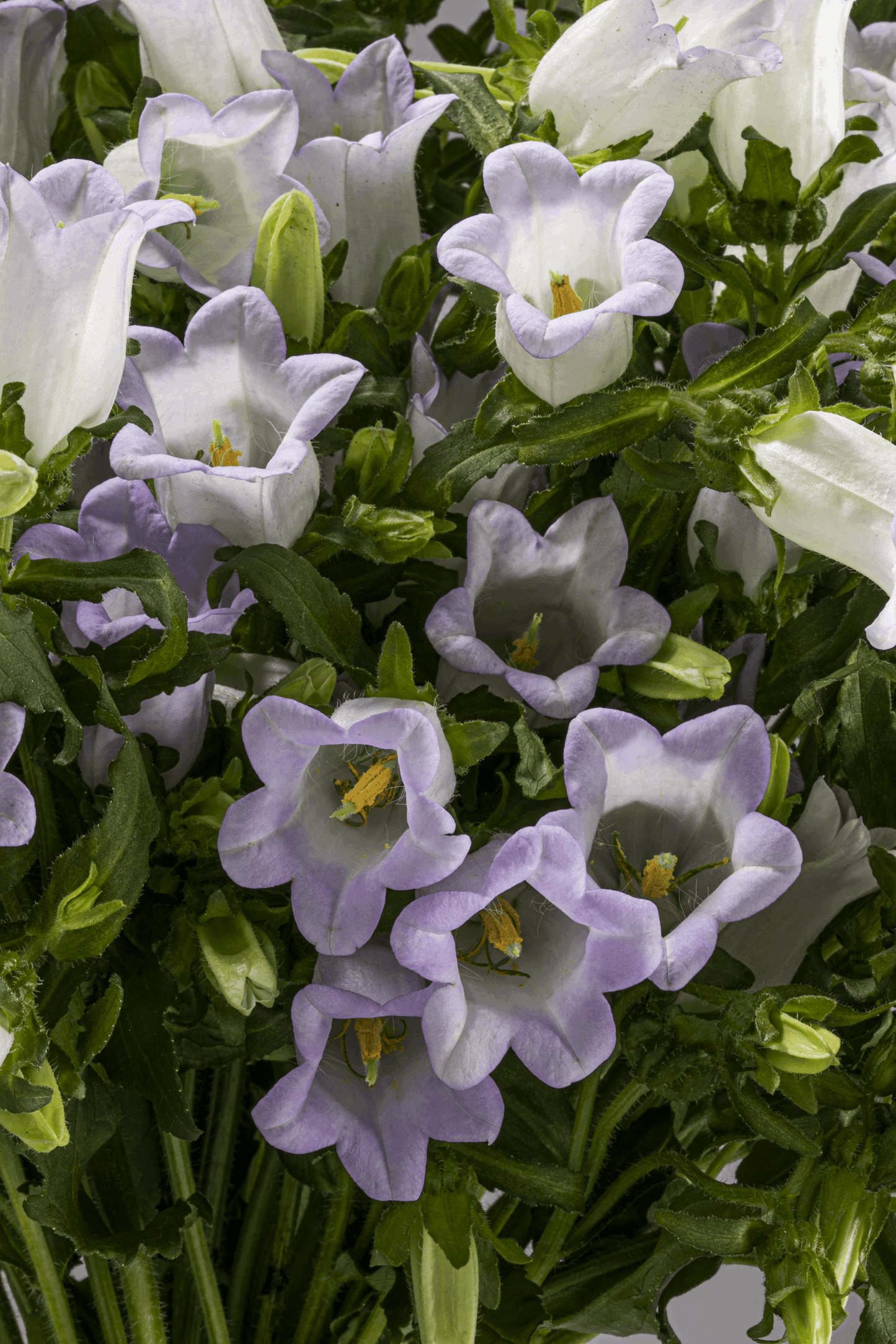 CAMPANULA LAVENDER