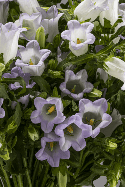 CAMPANULA LAVENDER