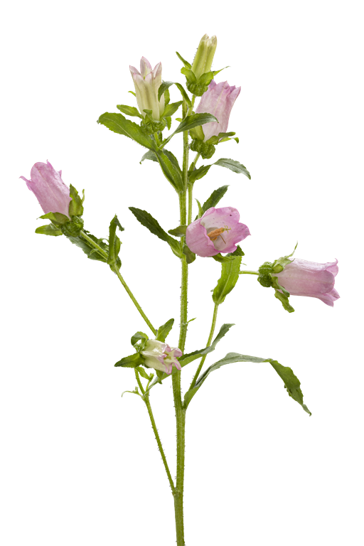 CAMPANULA PINK