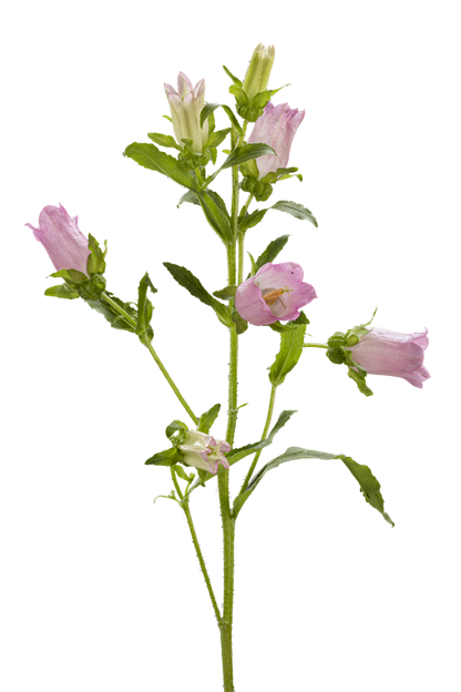 CAMPANULA PINK