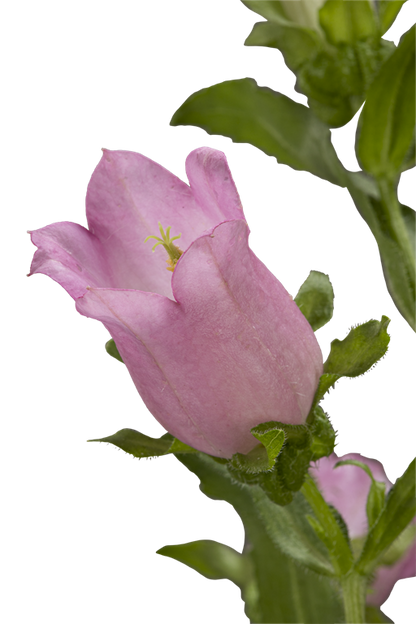 CAMPANULA PINK