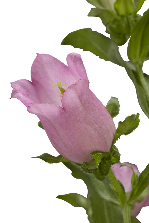 CAMPANULA PINK