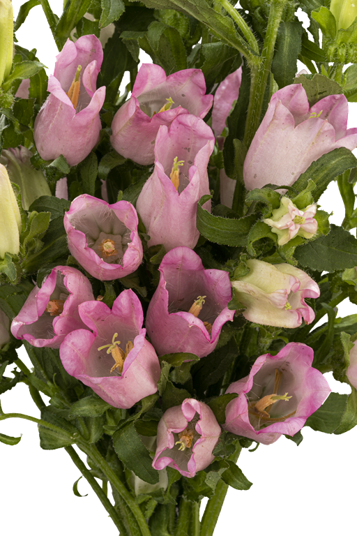 CAMPANULA PINK