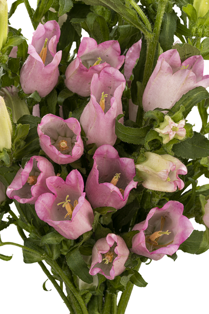 CAMPANULA PINK