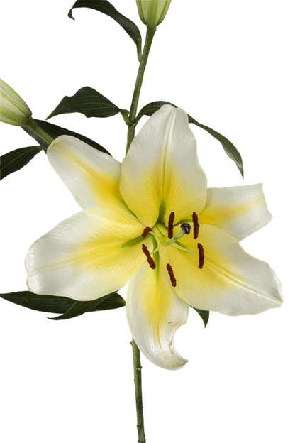 ORIENTAL LILY CONCA D OR