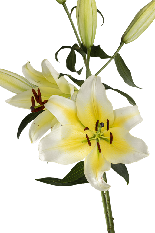 ORIENTAL LILY CONCA D OR