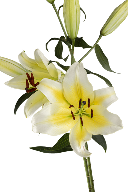 ORIENTAL LILY CONCA D OR