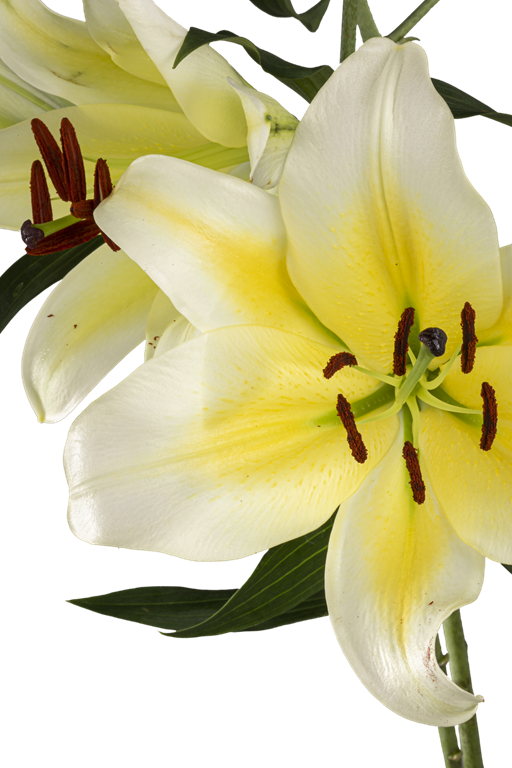 ORIENTAL LILY CONCA D OR