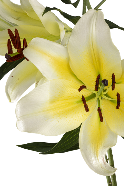 ORIENTAL LILY CONCA D OR
