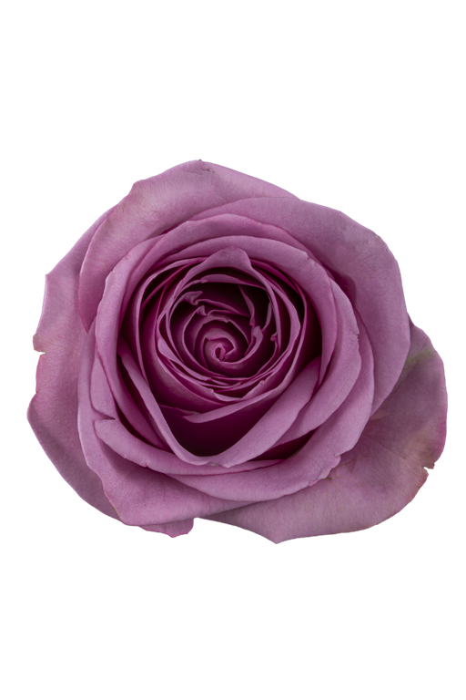 Roses – Kroger Wedding Collection