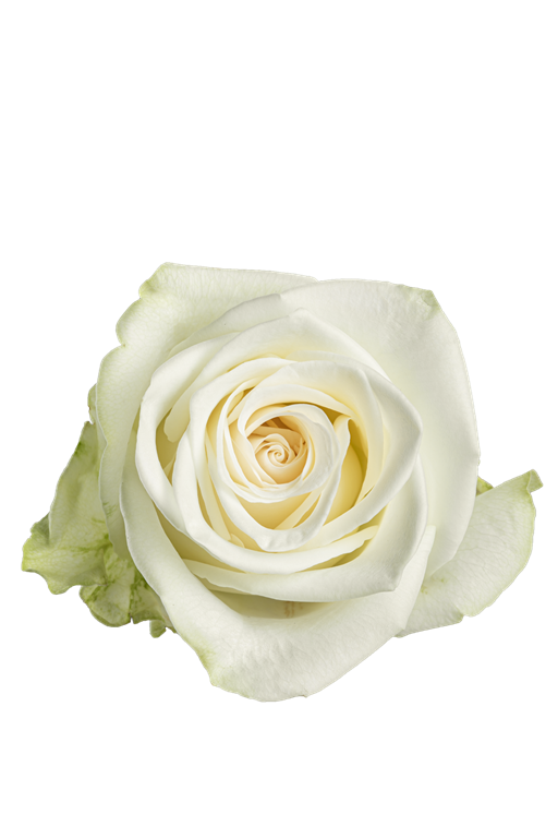 Roses – Kroger Wedding Collection