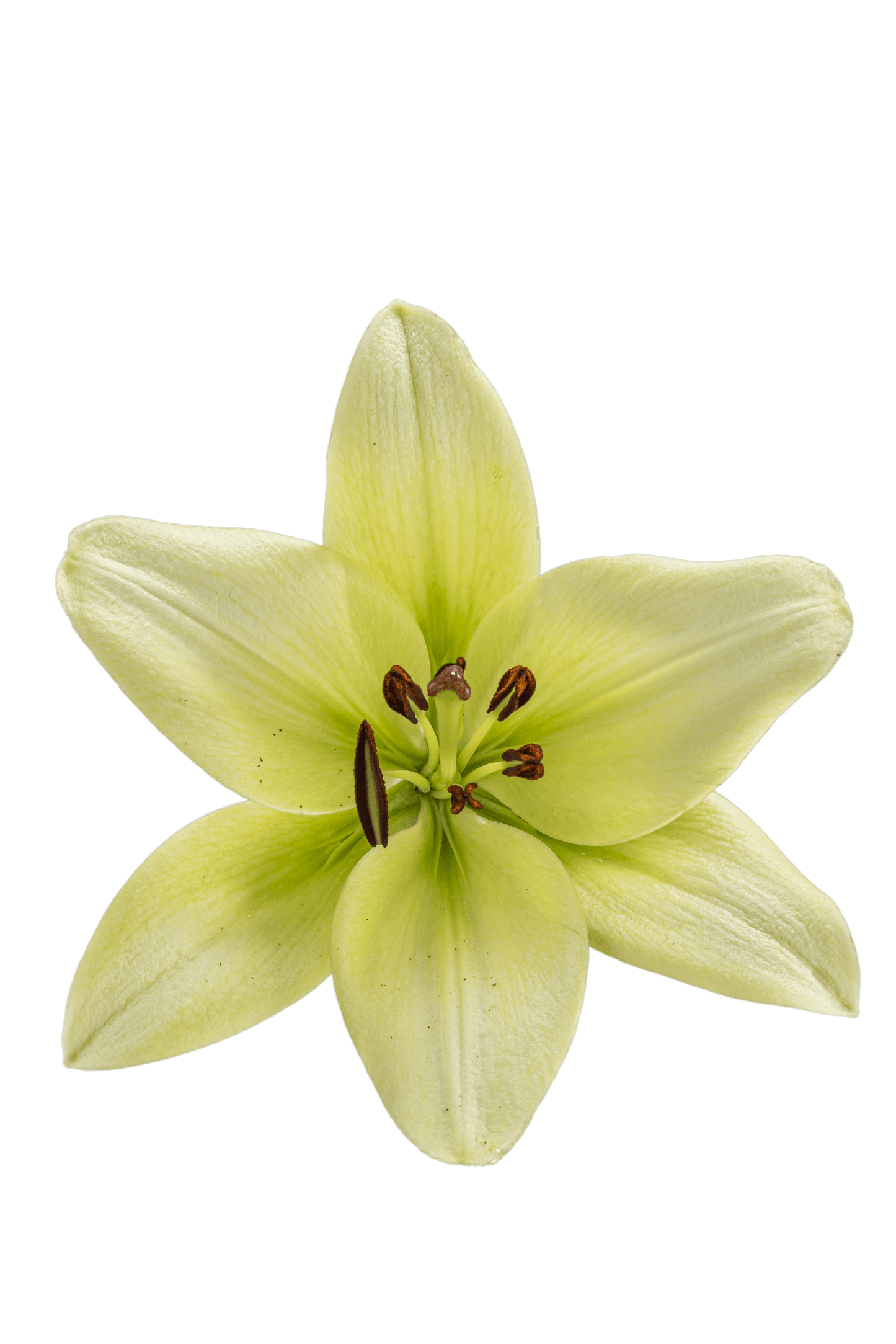 ASIATIC LILY COURIER