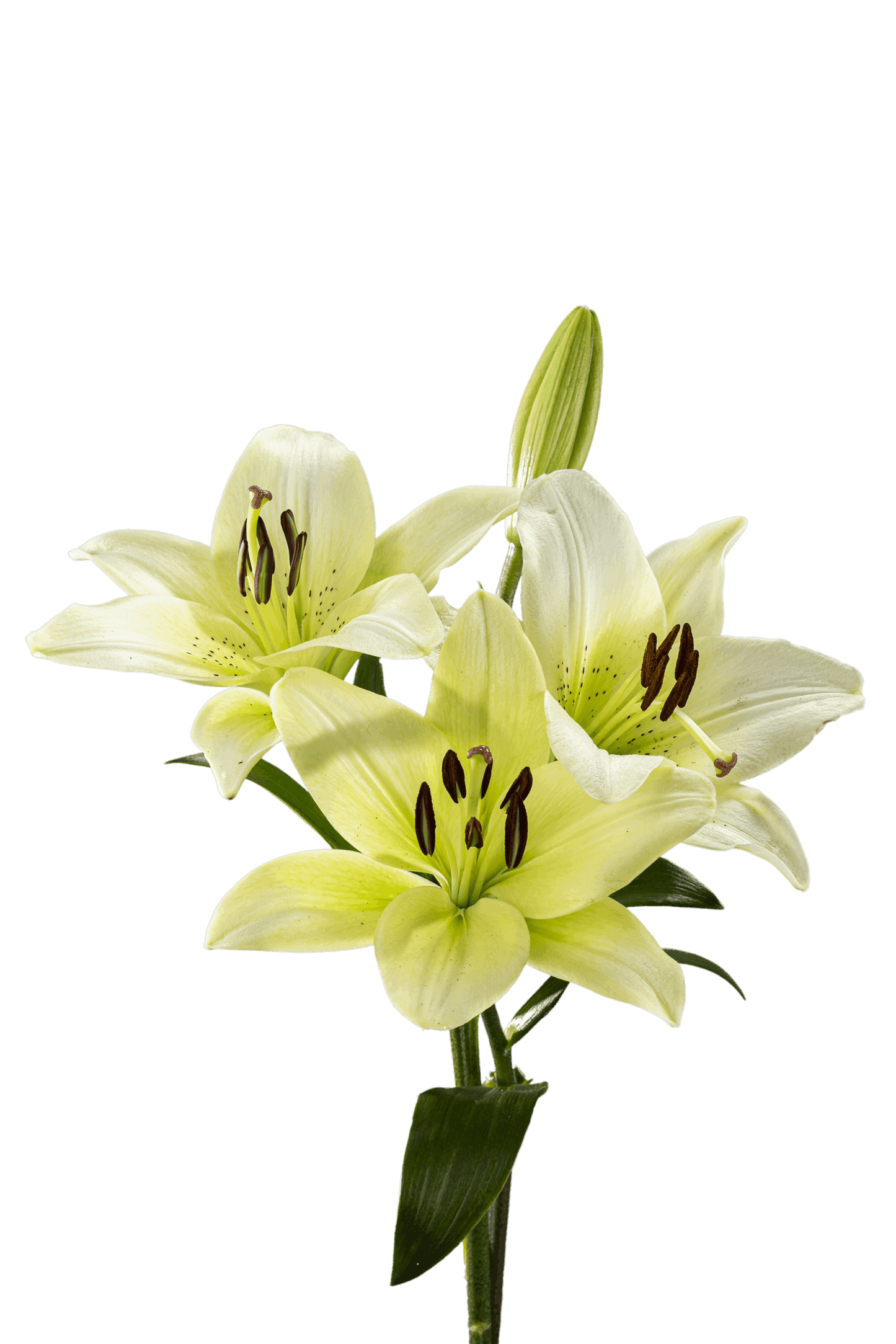 ASIATIC LILY COURIER