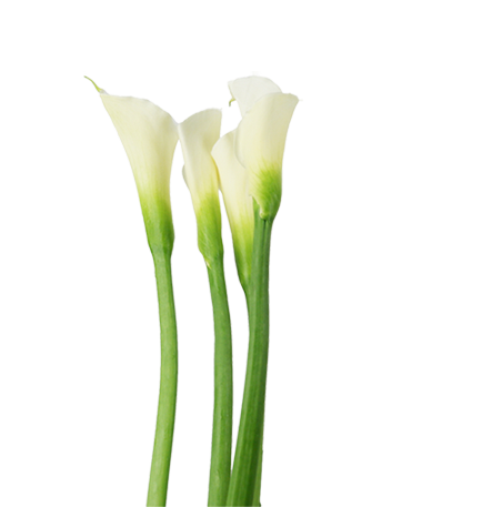 CALLA LILIES