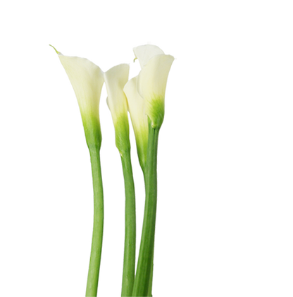 CALLA LILIES