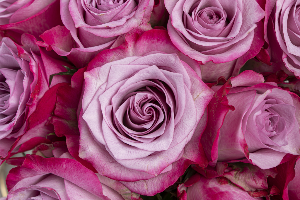 DEEP PURPLE