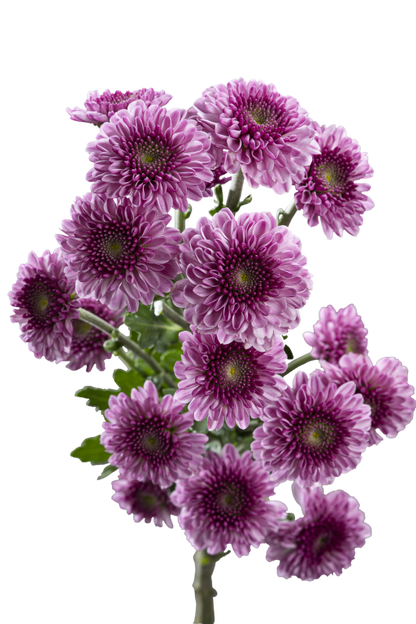 BUTTON POM DELIROCK PINK