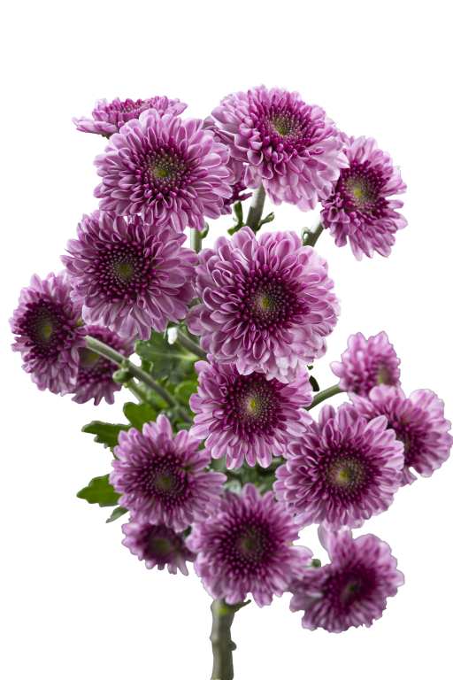 BUTTON POM DELIROCK PINK