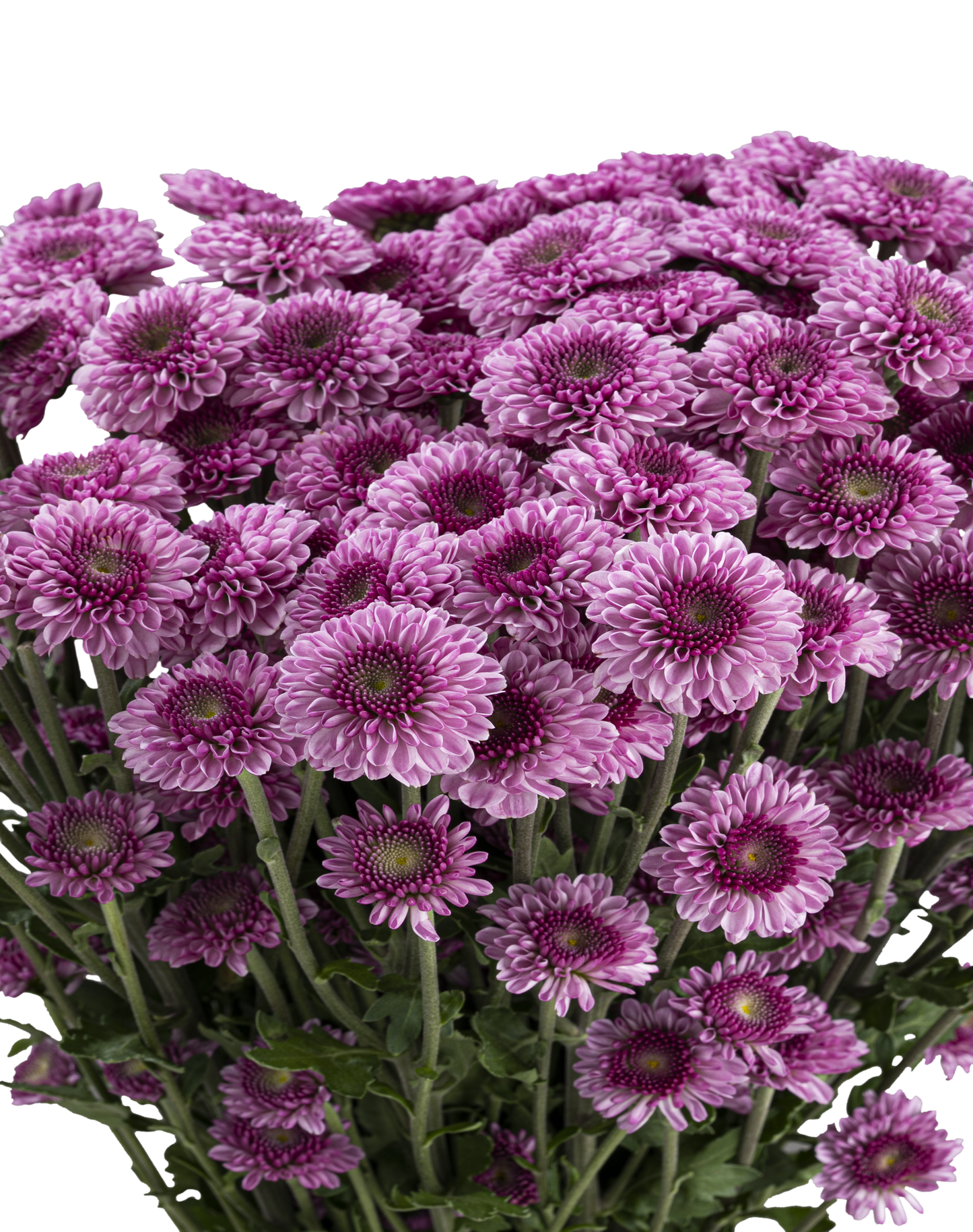 BUTTON POM DELIROCK PINK