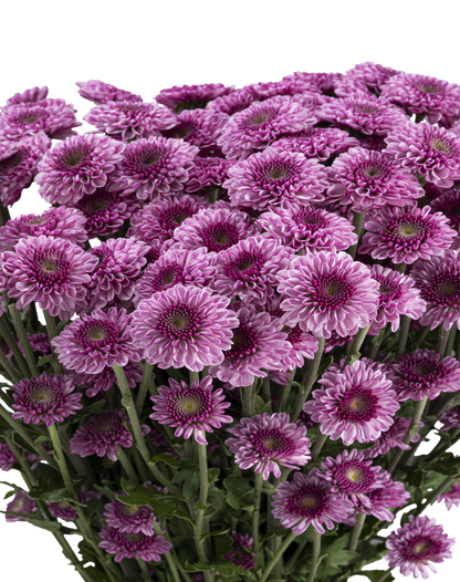 BUTTON POM DELIROCK PINK