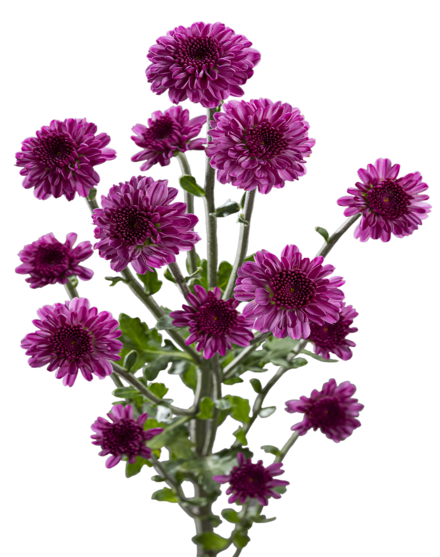 BUTTON POM DELIROCK PURPLE