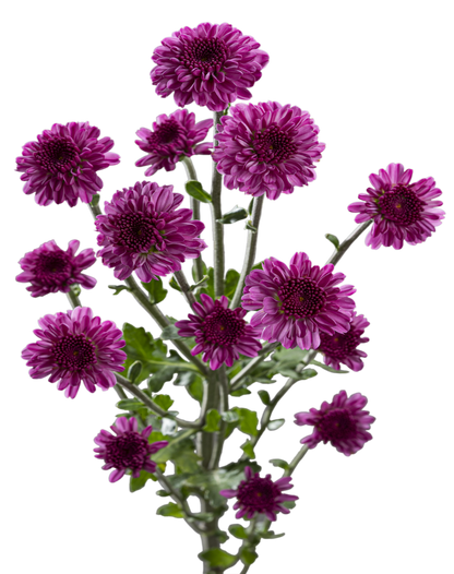 BUTTON POM DELIROCK PURPLE