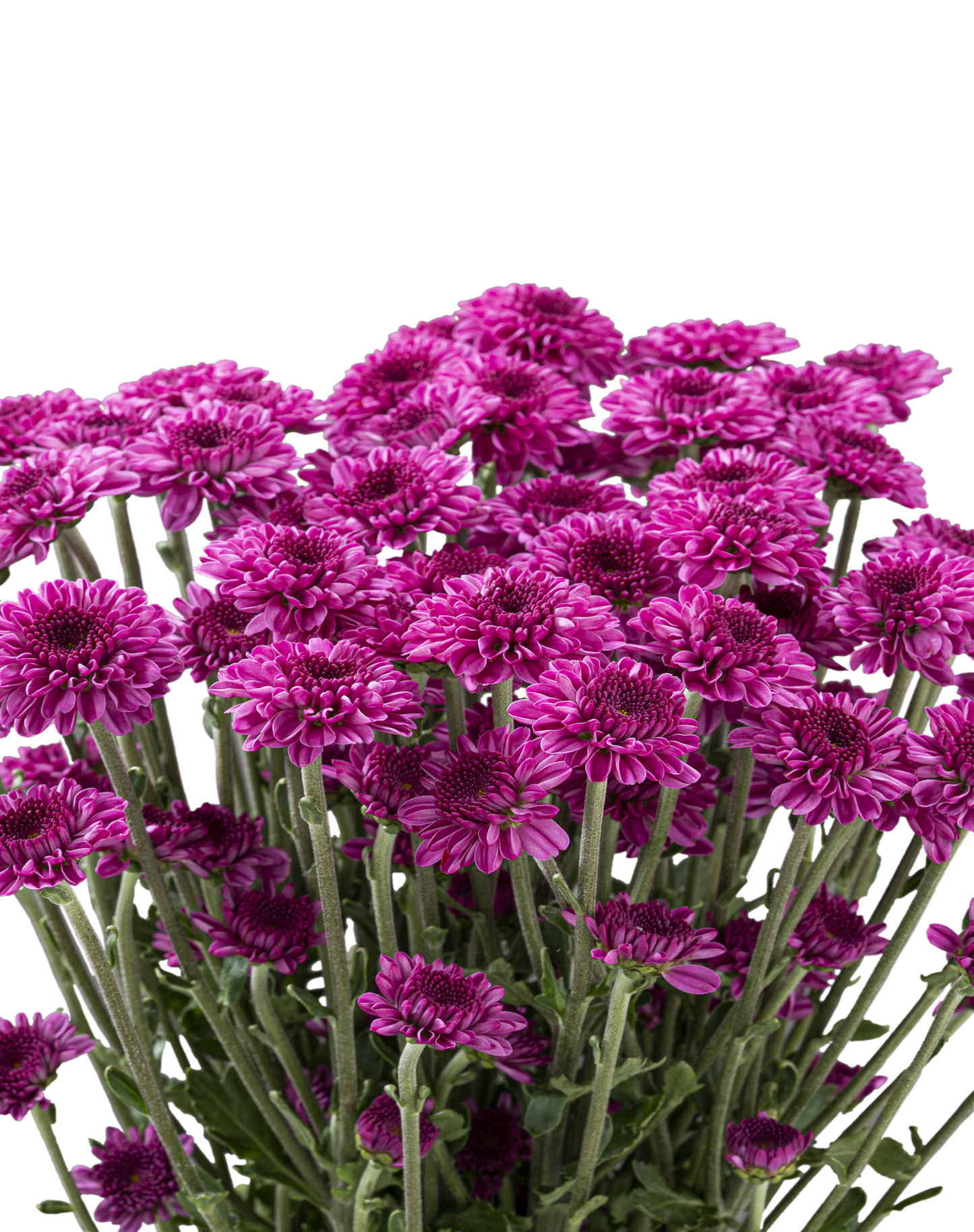 BUTTON POM DELIROCK PURPLE