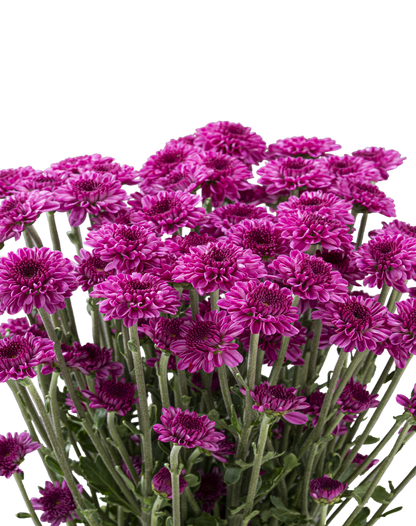BUTTON POM DELIROCK PURPLE