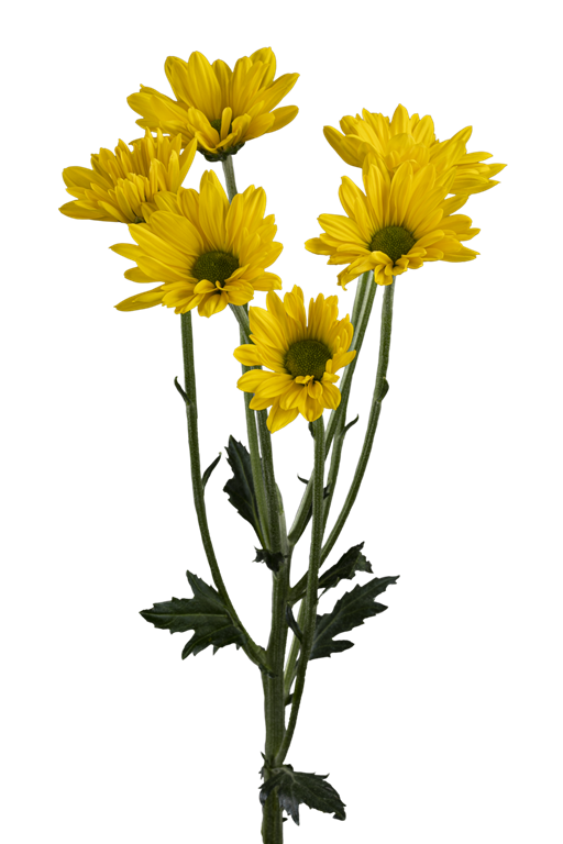 DAISY FACTOR