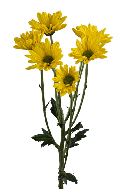 DAISY FACTOR