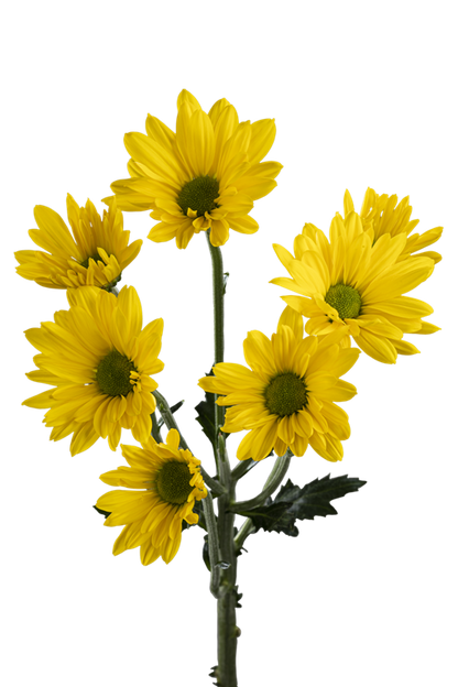 DAISY FACTOR