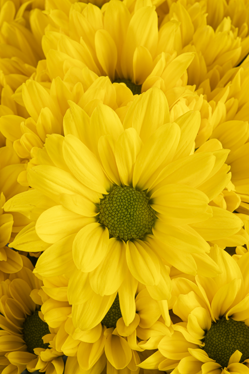 DAISY FACTOR
