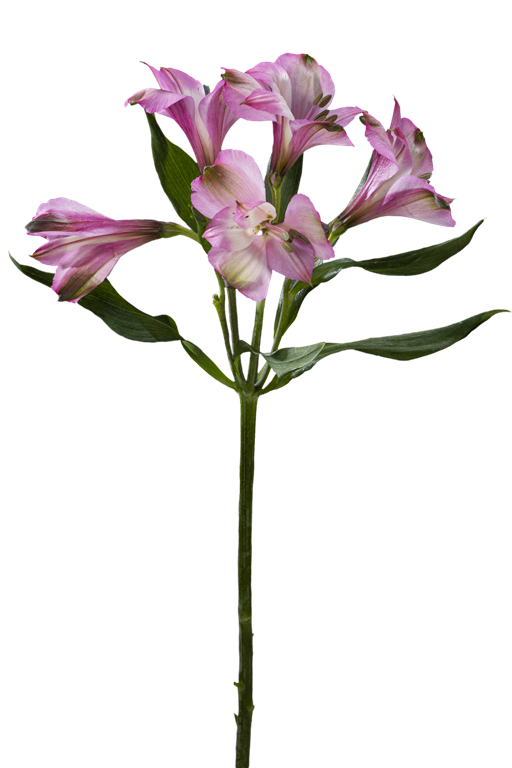 FLORIANO