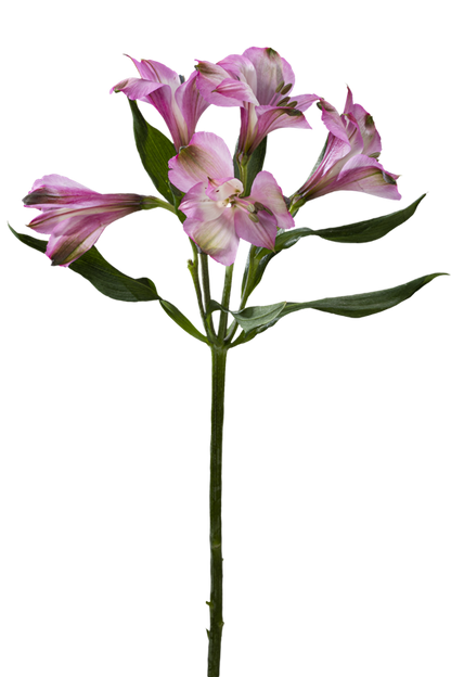 FLORIANO