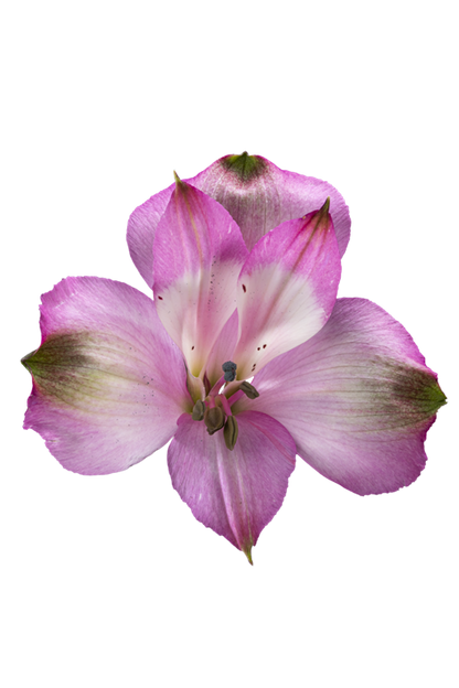 FLORIANO