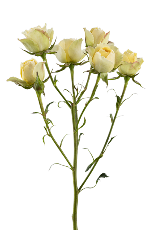 GOOD YELLOW