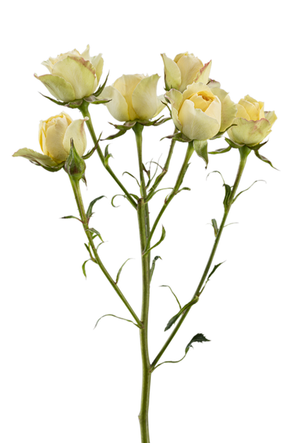 GOOD YELLOW